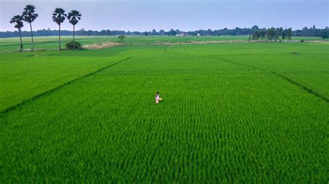 The Farms of the Philippines: Agricultural Terms in Filipino.